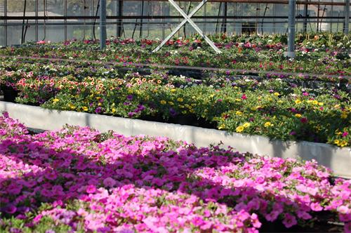 Fam. van Bree Tuin en Perkplanten